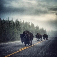 Yellowstone... Bison